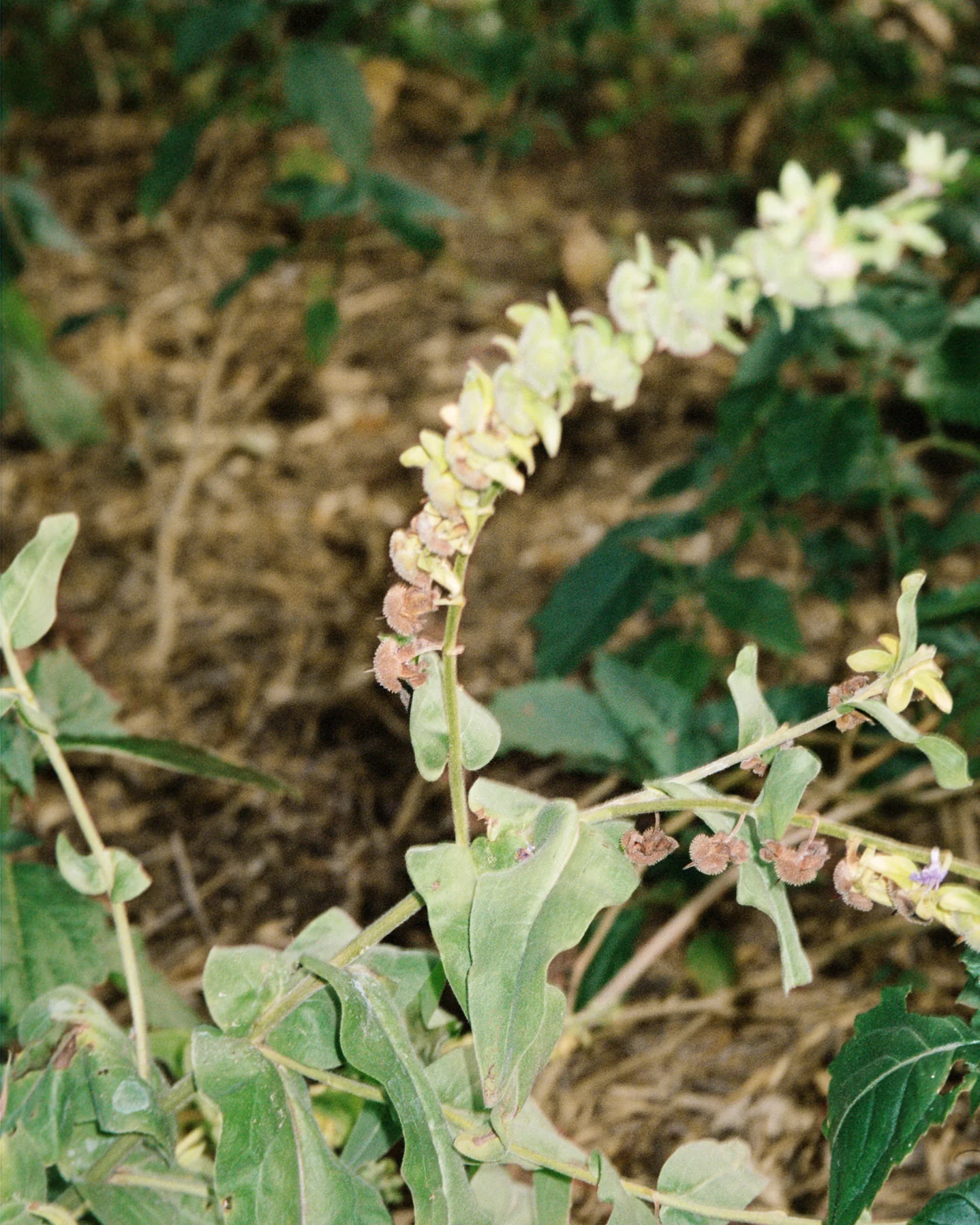 093 Lait pour le corps – Image 3