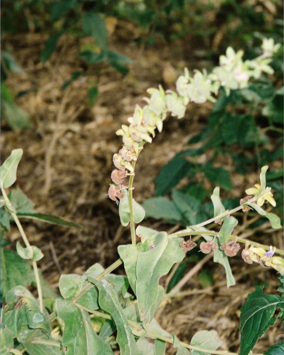 291 Crème pour le corps – Image 3