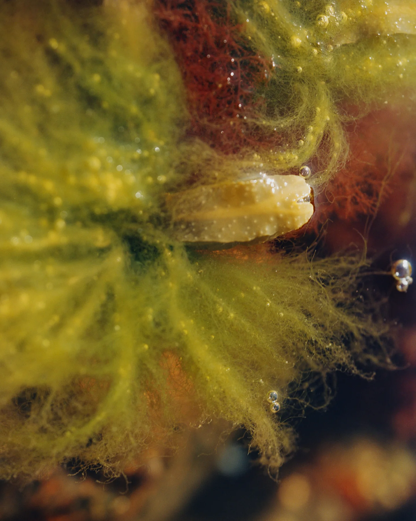 279 Sérum reconstituant – Image 5